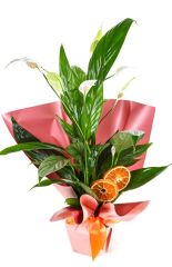 Spathiphyllum Affection