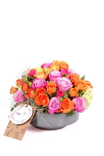 Rose Radiance