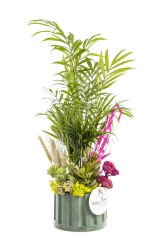 Areca Garden Teraryum