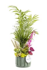 Areca Garden Teraryum