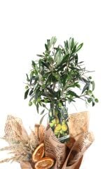 Sacred Harmony Zeytin Ağacı 60cm