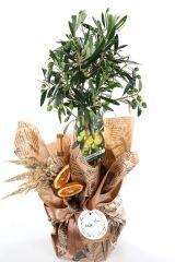 Sacred Harmony Zeytin Ağacı 60cm