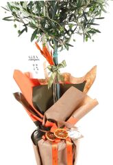 Vital Green Spirit Zeytin Ağacı 100cm