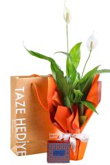 New Gift Box & Spathiphyllum