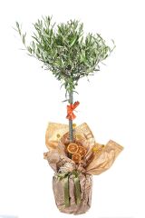 Harmony Grove Zeytin Ağacı 100cm