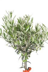 Harmony Grove Zeytin Ağacı 100cm
