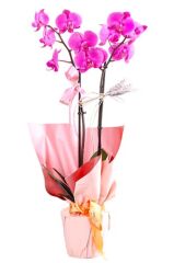 Purple Fairy Tale Mor Orkide