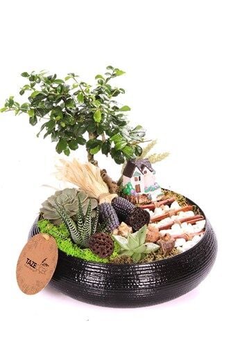 Black Design Bonsai Teraryum
