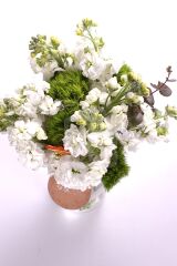 Just White GillyFlower